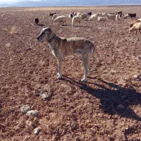 سگ گمشده|حیوانات|زیرکوه, |دیوار