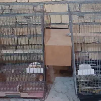 قناری و عروس هلندی