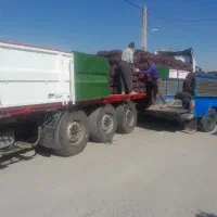 تامین پیاز قرمزوطلائی لوکس بناب برای صادرات|عمده‌فروشی|بناب, |دیوار