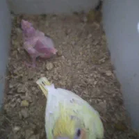 جوجه عروس رودان