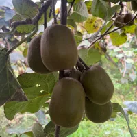 کیوی تو سرخ|خوردنی و آشامیدنی|تهران, ایرانشهر|دیوار