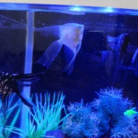 فروش فوری ماهی آنجل|ماهی|کرمان, |دیوار