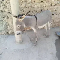 کره‌خر