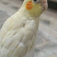 دوعدد عروس هلندی ماده|پرنده|خرم‌آباد, |دیوار