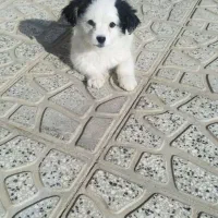 سگ نژاد پاکوتاه