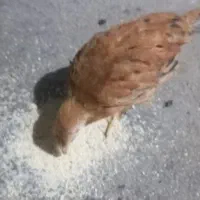 جوجه