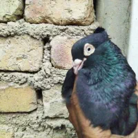 کبوتر زاغ آبادانی اصیل