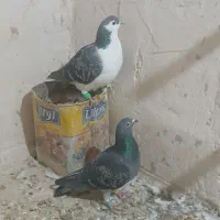 پروانه|حراج|اسفراین, |دیوار