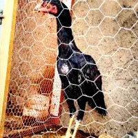 جوجه ۵ ماهه لاری نژاد اصیل