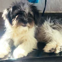 سگ شیتزو فلت