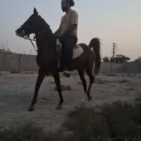 اسب کرد مادیان