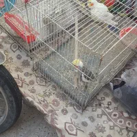 سه تا عروس زیبا