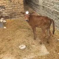 گوساله دورگ سمینتال
