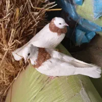 کفتر|پرنده|جلگه رخ, |دیوار