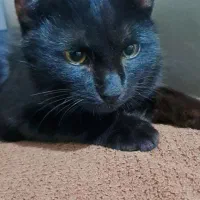 گربه اسکاتیش فولدبلک