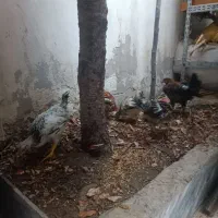 جوجه مرغ و خروس