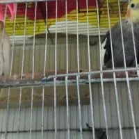 جفت عروس هلندی مولد