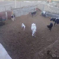 یاسوج دام گاو