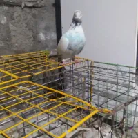 کبوتر|پرنده|گمیشان, |دیوار