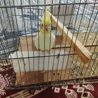 فروش عروس هلندی|پرنده|خواف, |دیوار