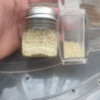 خاویار حلزون.آلبینو