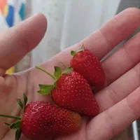 فروش ویژه نشا توت فرنگی