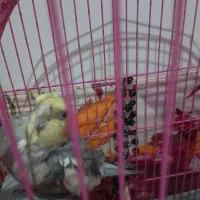 عروس هلندی نر