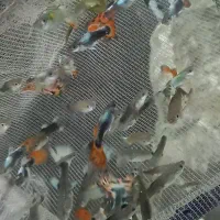 ماهی/گوپی/کوریدوراس