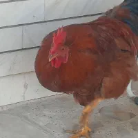 خروس خانگی ، محلی|حیوانات مزرعه|اصفهان, بوستان زاینده رود|دیوار