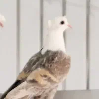 کفترکلاغ کربلایی کاکلی کله سفیدسر سفید کاکلی|پرنده|کاشمر, |دیوار