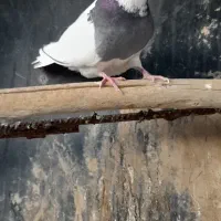 ۵۰۰۰۰۰۰|پرنده|سوسنگرد, |دیوار