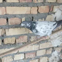 کفتر کبوتر|پرنده|جوادآباد, |دیوار