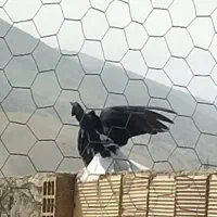 دم اسبی