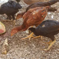 خروس|پرنده|آران و بیدگل, |دیوار