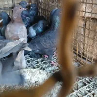 کبوتر کشتنی یا معمولی|پرنده|شوشتر, |دیوار