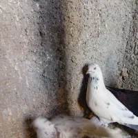 کفتر پرشی