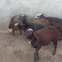 بره ماده شیشک