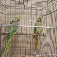 شاه طوطی جفت نرو ماده|پرنده|بندر ماهشهر, |دیوار