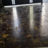 کفسابی مستقیم از تهران بدون واسطه|خدمات نظافت|شهر بابک, |دیوار