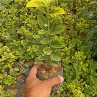 شمشاد و تروون