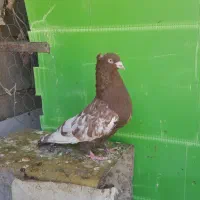 سینه سرخ نر|پرنده|فیروزآباد (فارس), |دیوار