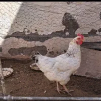 مرغ خانگی تخم گذار