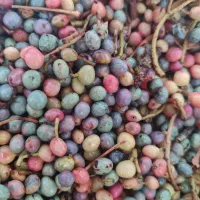 بنه سبز تازه|خوردنی و آشامیدنی|شیراز, تاچارا|دیوار
