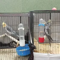 عروس هلندی با تخم و جوجه