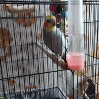 عروس هلندی|پرنده|باقرشهر, |دیوار