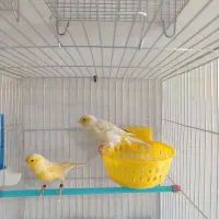 قناری مست آماده جفت|پرنده|هشتگرد, گلسار|دیوار