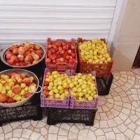 لواشک محلی و ارگانیک  با بسته بندی و بهداشتی|خوردنی و آشامیدنی|قم, کلهری|دیوار