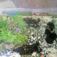 اکواریوم با ماهی|ماهی|اردبیل, |دیوار