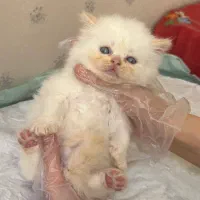 گربه اسکاتیش چشم آبی