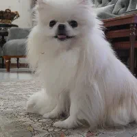 پامرانین خرسی ماده ۲ ساله